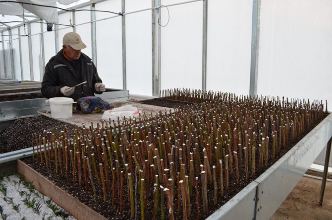 Artvin’de orman köylüsü için 27 bin gelir getirici fidan