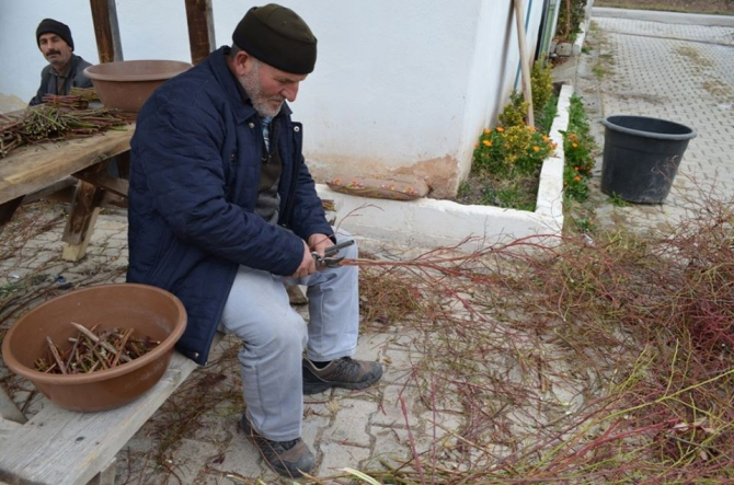 Artvin’de orman köylüsü için 27 bin gelir getirici fidan