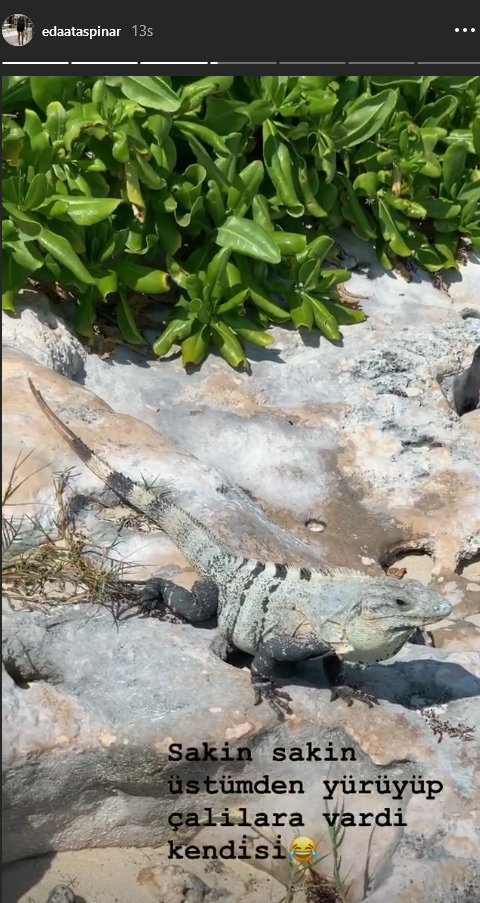 Eda Taşpınar bu seferde Iguana'ya göz dikti