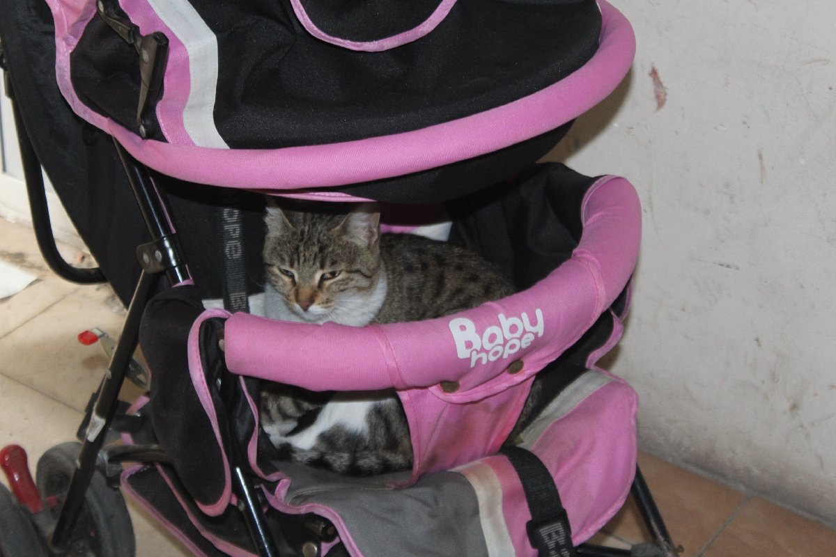Sokak kedisinin bir bebek arabasına doğum yapması herkesi duygulandırdı