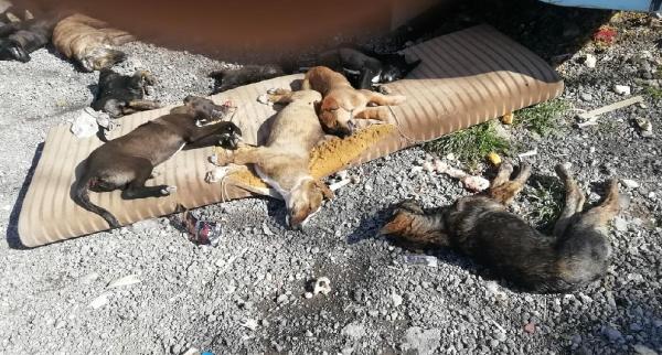 İzmir'de 9 köpek ve 3 kediyi zehirli et vererek zehirlediler