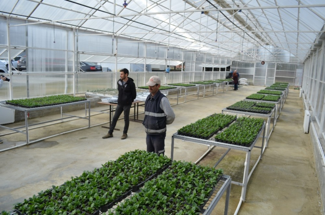 Ziraatbiyotek’in ilk meyveleri Süleymanpaşa’ya