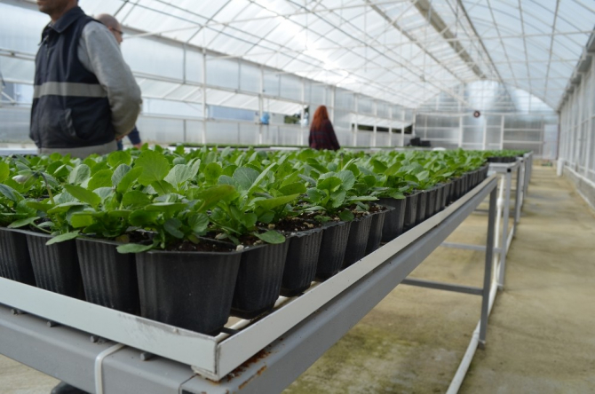 Ziraatbiyotek’in ilk meyveleri Süleymanpaşa’ya