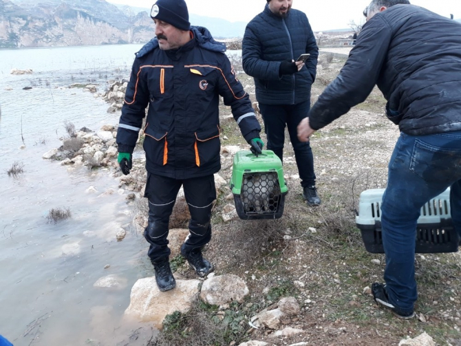 Tarihi Hasankeyf’te ölüme terk edilen hayvanlar kurtarıldı