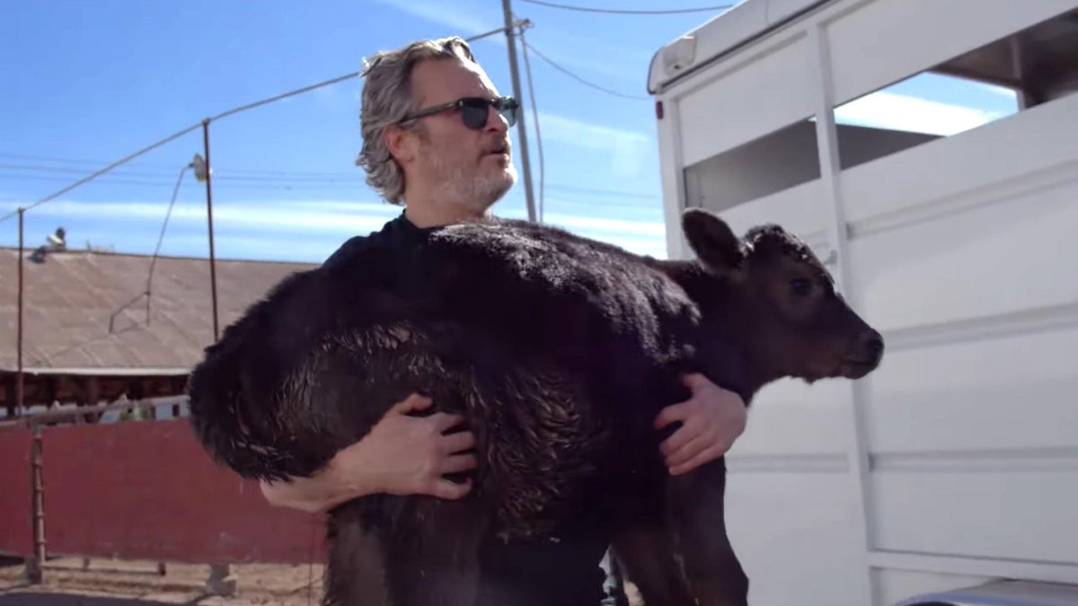 Joker, bir inek ve yavrusunu mezbahadan böyle kurtardı!