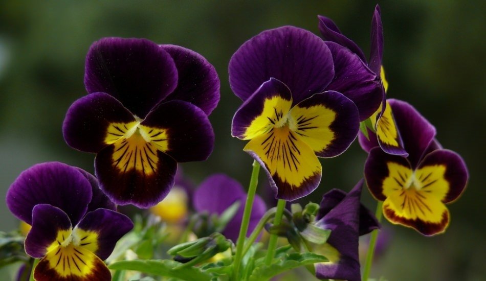 Hercai ne demektir? Hercai kelimesinin anlamı nedir?