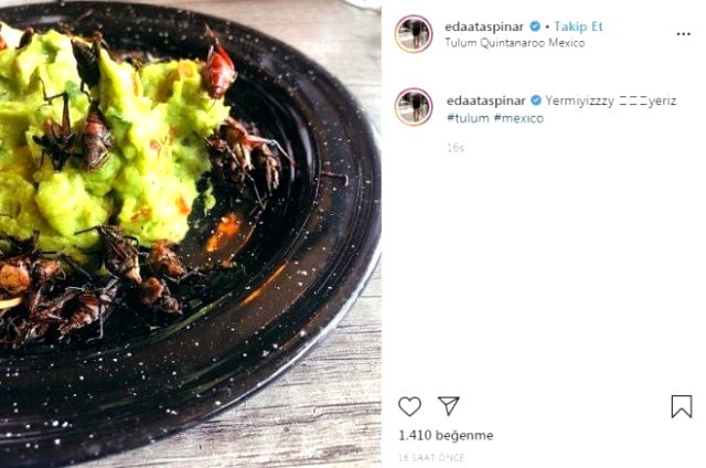 Çekirge yiyen Eda Taşpınar çekirgenin tadını gofrete benzetti