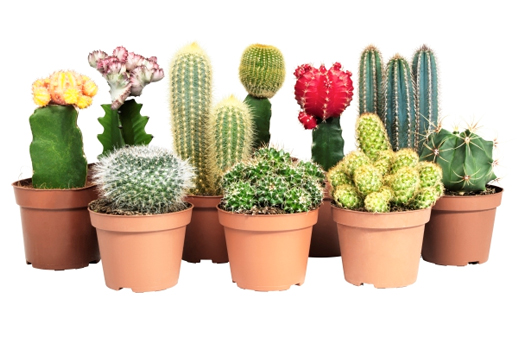 Kaktüs çeşitleri ve bakımı