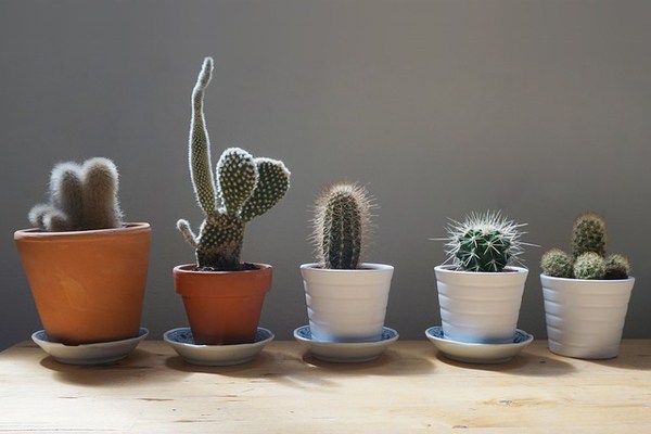 Kaktüs çeşitleri ve bakımı