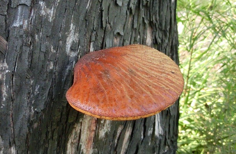 Mantar çeşitleri nelerdir?