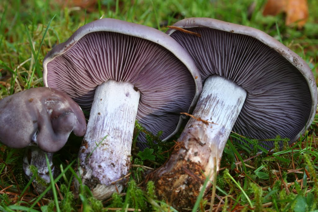 Mantar çeşitleri nelerdir?