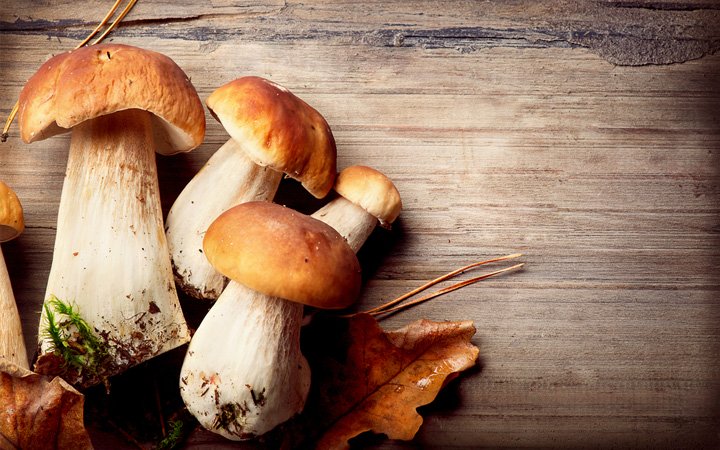 Mantar çeşitleri nelerdir?