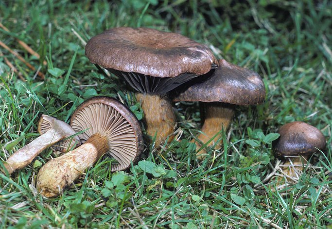 Mantar çeşitleri nelerdir?