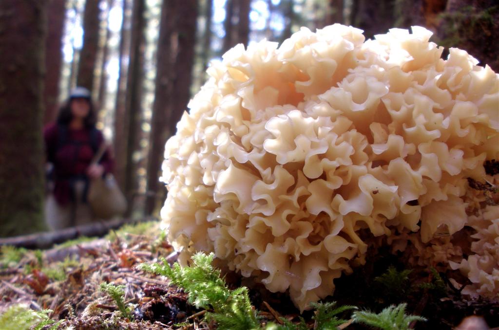 Mantar çeşitleri nelerdir?