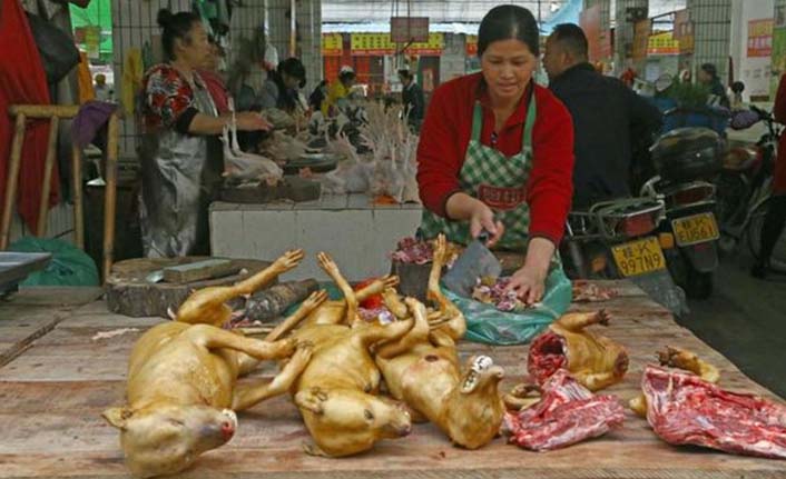 Çin'in Şenzen kentinde kedi ve köpek yemek yasaklandı