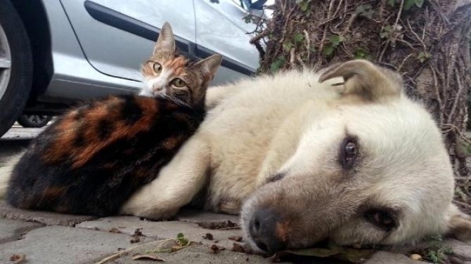 İçişleri Bakanlığı'ndan sokak hayvanları talimatı