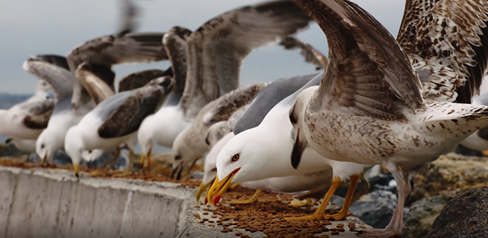 Tuzla Belediyesi, sokak hayvanlarını unutmadı