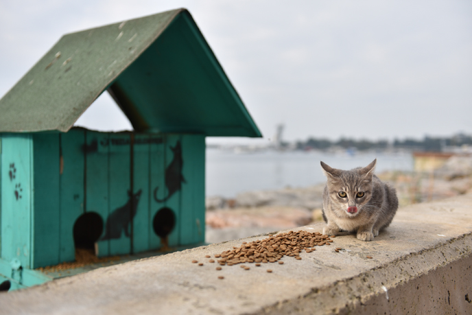 Tuzla Belediyesi, sokak hayvanlarını unutmadı