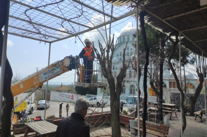 Ağaçların budama çalışması sürüyor