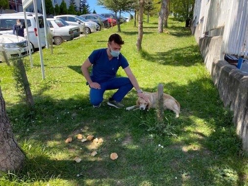 Sevimli köpek, tedaviye alınan sahibini günlerdir hastane bahçesinde bekliyor!