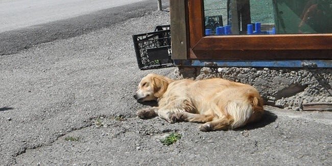 Sevimli köpek, tedaviye alınan sahibini günlerdir hastane bahçesinde bekliyor!