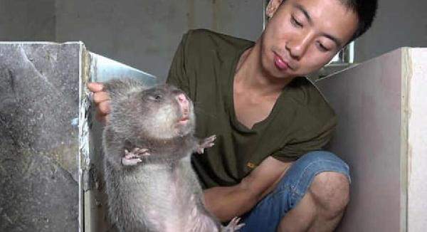 Çin’de bambu farelerinin yenmesi yasaklandı