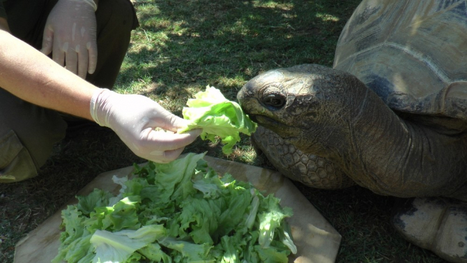 Türkiye’nin en yaşlı kaplumbağası Tuki, 100 yaşına girdi