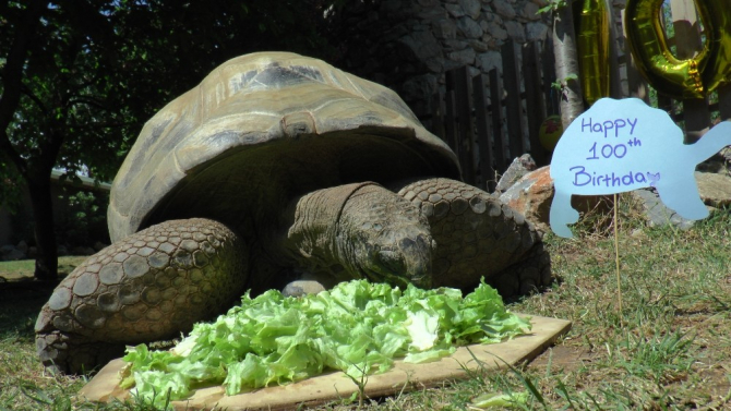 Türkiye’nin en yaşlı kaplumbağası Tuki, 100 yaşına girdi