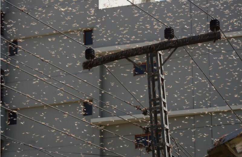 Pakistan felaketi yaşıyor! Çekirge istilası nedeniyle olağanüstü hal ilan edildi