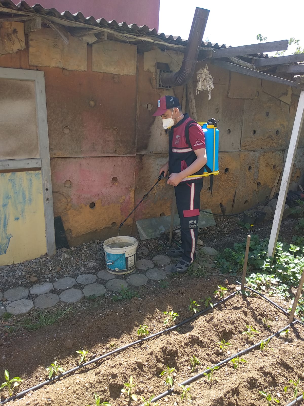 Pendik Belediyesi haşerelere karşı ilaçlama çalışmalarına başladı