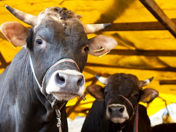 Şap hastalığı nedir?Nasıl bulaşır?Tedavisi nedir? Belirtileri neler?