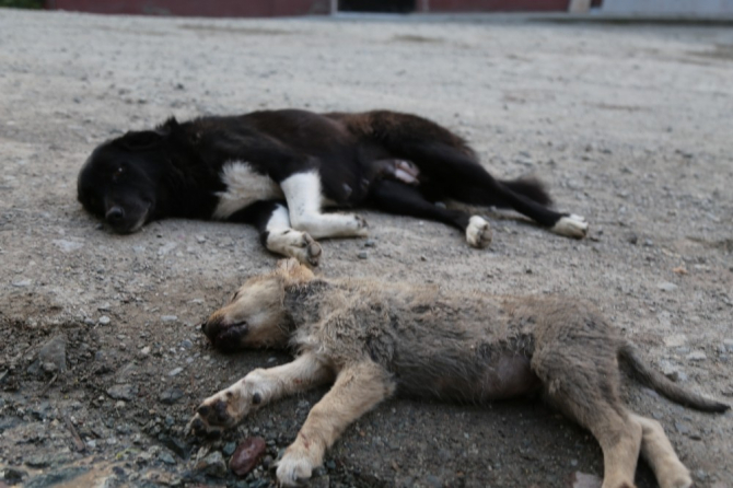 Anne köpeğin acı bekleyişi! Yalayarak ölen yavrusunu uyandırmaya çalıştı