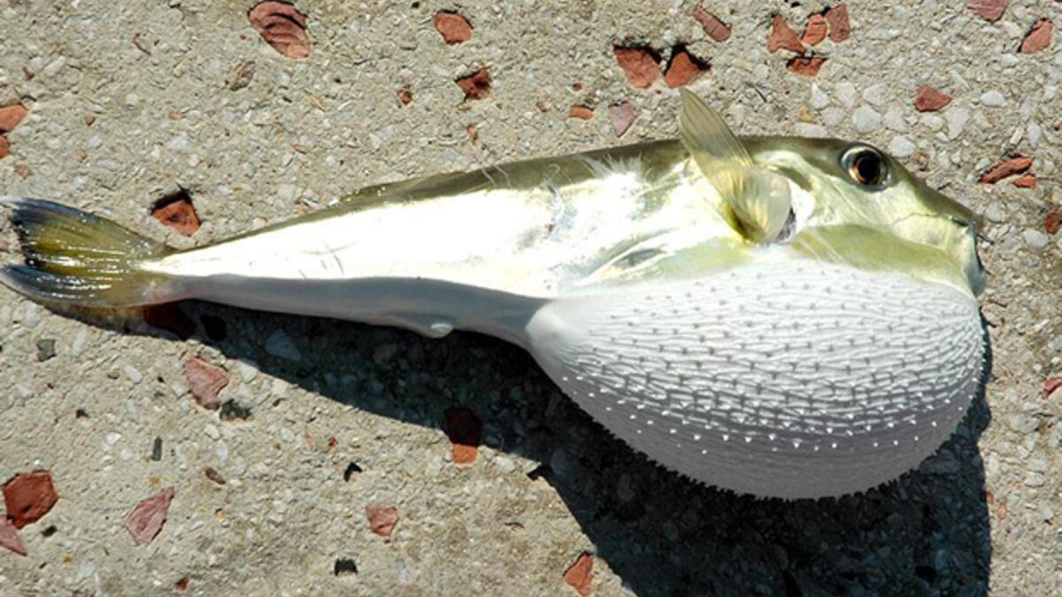 Balon balığı zehirli mi? Balon balığı öldürür mü?