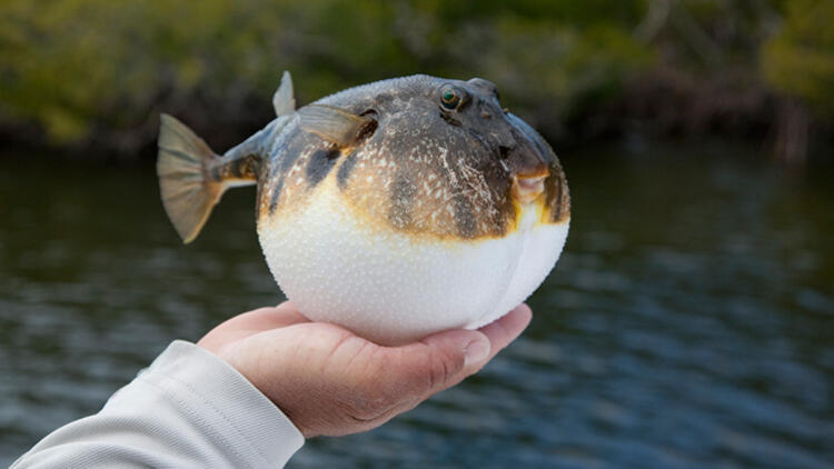 Balon balığı zehirli mi? Balon balığı öldürür mü?