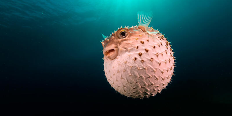 Balon balığı zehirli mi? Balon balığı öldürür mü?