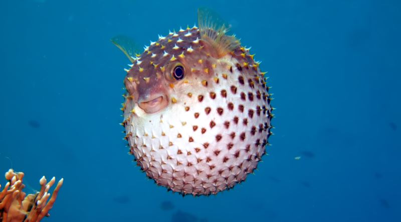 Balon balığı zehirli mi? Balon balığı öldürür mü?