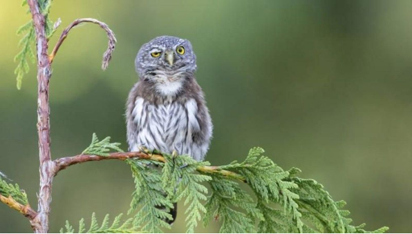 Bu fotoğraflar içinizi ısıtacak! İşte vahşi yaşamdan komik fotoğraflar