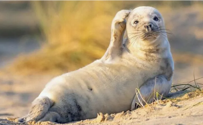 Bu fotoğraflar içinizi ısıtacak! İşte vahşi yaşamdan komik fotoğraflar