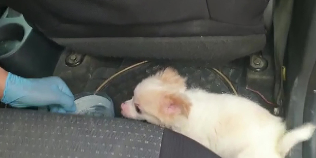 Havanın 38 derece olduğu Denizli'de küçük köpeği otomobilde unuttular