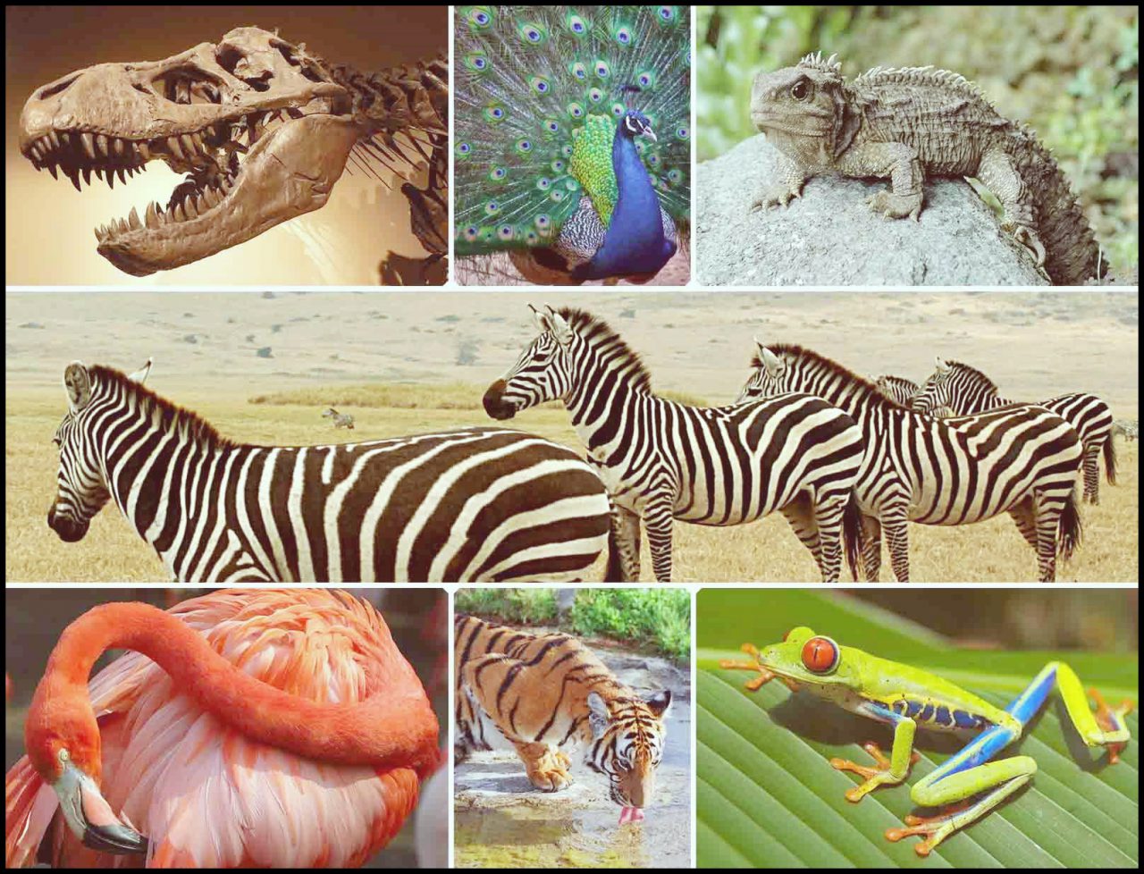 Erdoğan'dan '22 Mayıs Dünya Biyolojik Çeşitlilik Günü’ mesajı