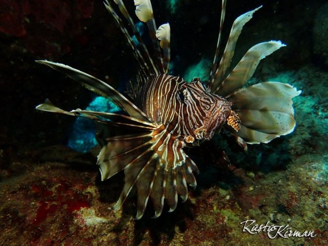 Kuşadası’nda zehirli aslan balığı yakalandı