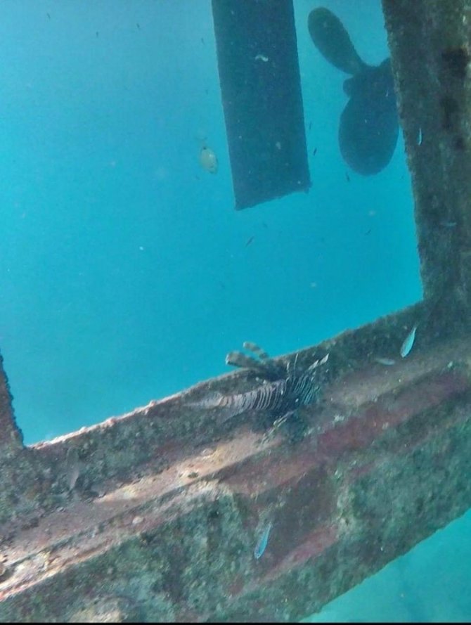 Kuşadası’nda zehirli aslan balığı yakalandı