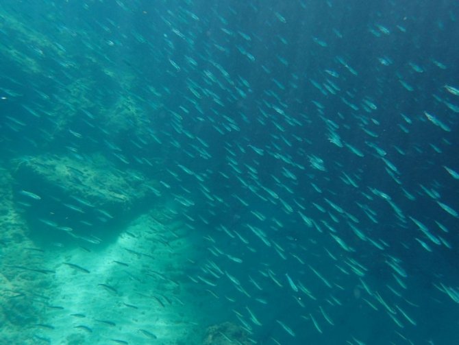 Kuşadası’nda zehirli aslan balığı yakalandı