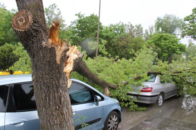 Yasağa rağmen park ettiği arabasının üzerine ağaç devrildi