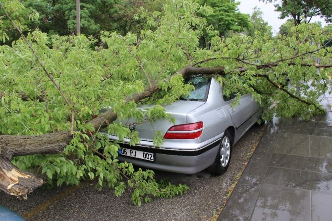 Yasağa rağmen park ettiği arabasının üzerine ağaç devrildi