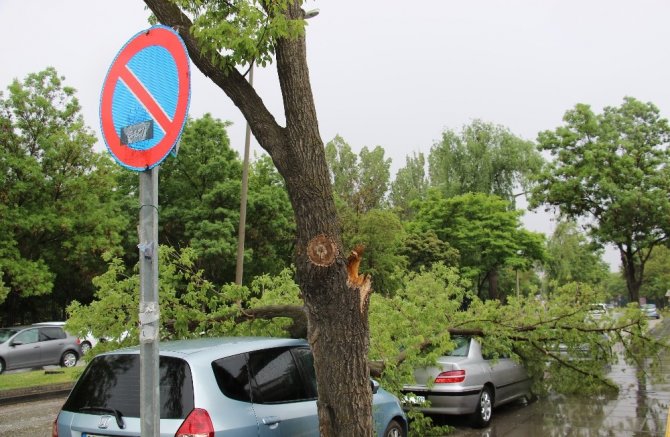 Yasağa rağmen park ettiği arabasının üzerine ağaç devrildi