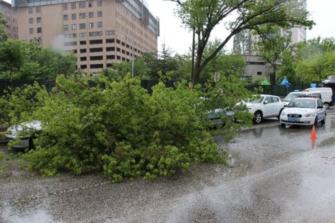 Yasağa rağmen park ettiği arabasının üzerine ağaç devrildi