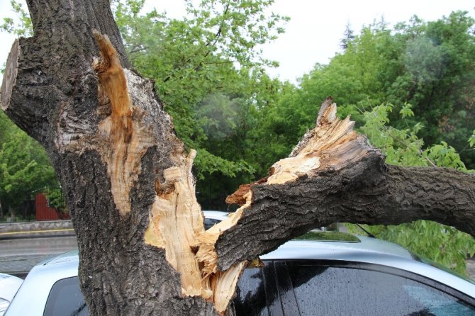 Yasağa rağmen park ettiği arabasının üzerine ağaç devrildi