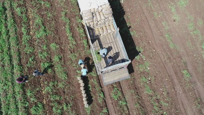 Adana'da 40 derece sıcakta her gün 110 ton patates yüklüyorlar