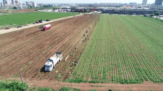Adana'da 40 derece sıcakta her gün 110 ton patates yüklüyorlar